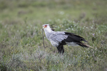 Animal