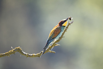 Animal