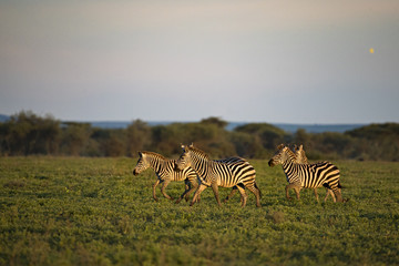 Naklejka premium Animal