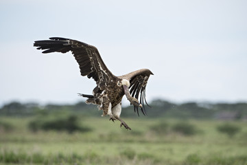 Animal