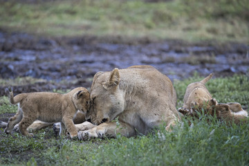 Fototapeta na wymiar lion