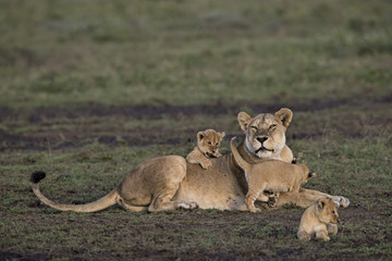 lion