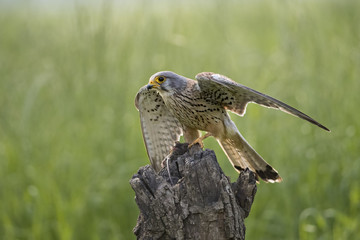 Animal