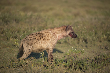 animal