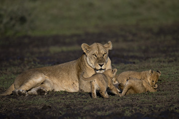 lion