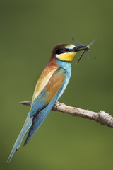 animal