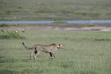 animal