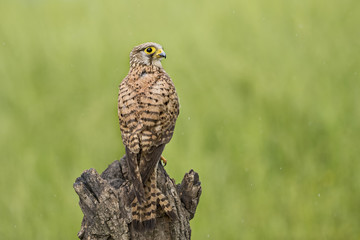animal