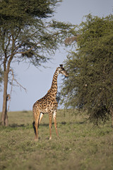 animal