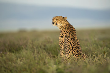 animal