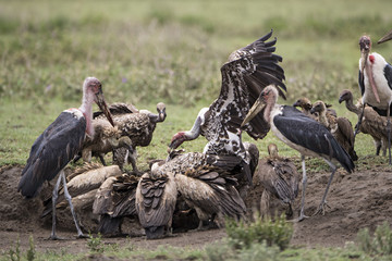 Obraz premium animal