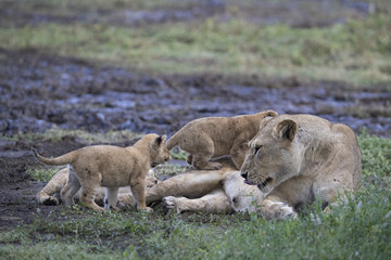 lion