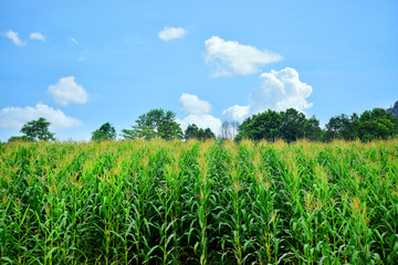 Corn farm in Thailand