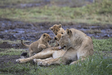 Fototapeta na wymiar lion