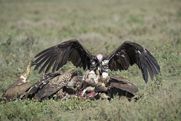 animal