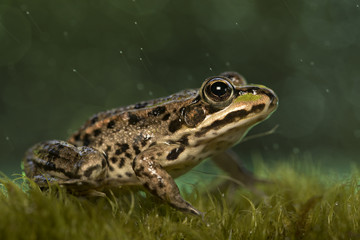animal