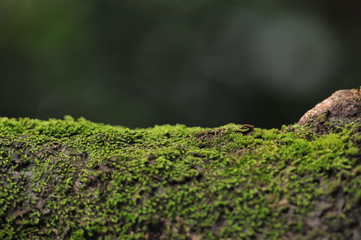 Green moss on the tree, defocused bokeh background