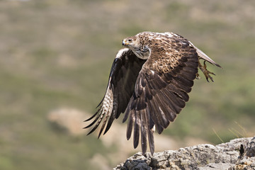 animal
