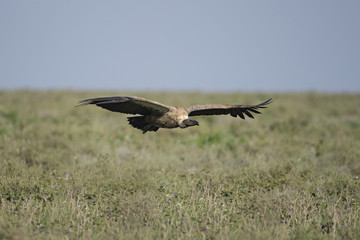 animal