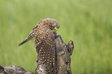 animal