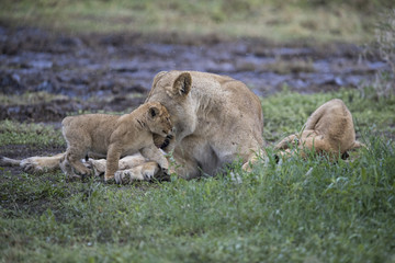 lion