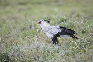 animal