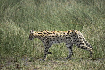 animal