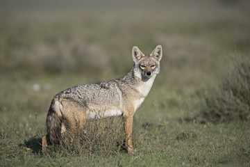animal