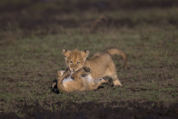 lion