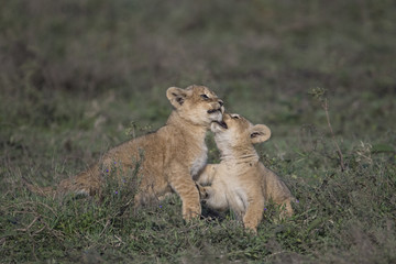 lion