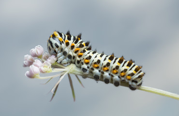 Old world shallowtail, papilio machaon larva feeding on hogweed