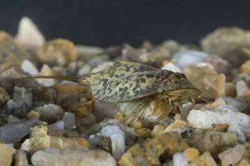 Triops