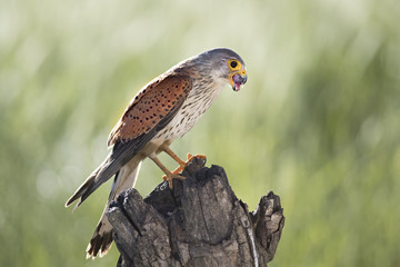 Animal