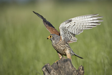 Animal