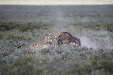 Animal