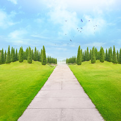 view of grass field and pine tree with birds flying in blue sky