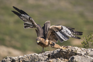 Animal
