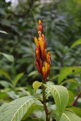 red and yellow flower