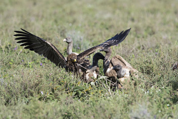vulture