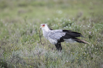 secretary bird