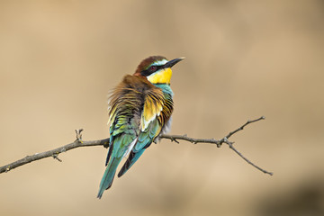 Bee eater