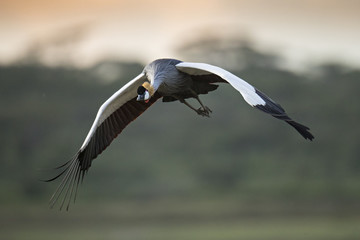 Crowned crane
