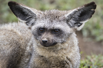 bat foz