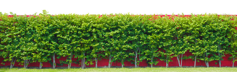 green plant fence or hedge against the red wall on white background