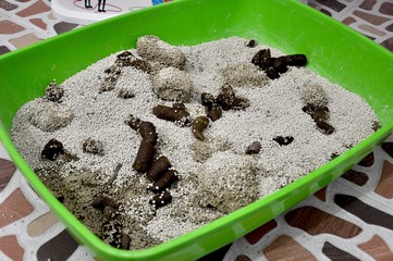 Cat shit cleaning the toilet sand cat, in the picture not good because in this litter should to clean everyday for your cat's health