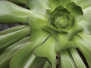 Aeonium plant closeup