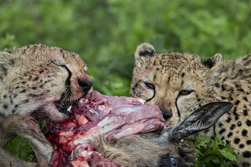 cheetah