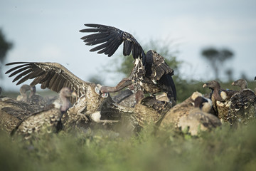 vulture