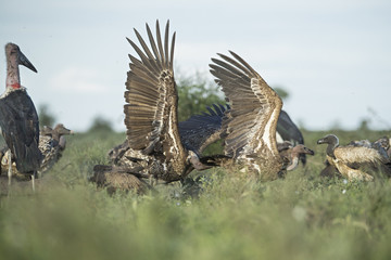 vulture