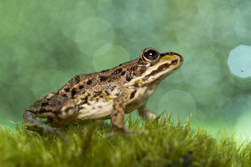 frog